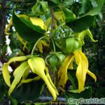 Cây hoàng lan – Loài cây đẹp mang nhiều công dụng