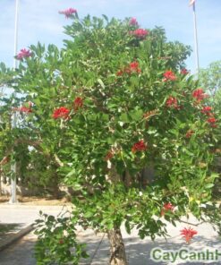cây osaka đỏ