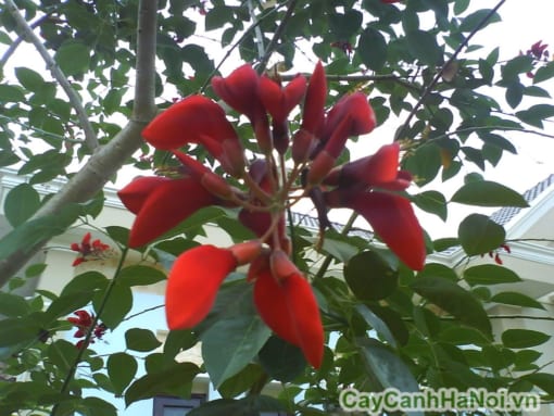cây osaka đỏ
