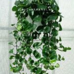 Cây Trầu Bà chậu treo