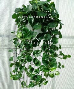 cây trầu bà chậu treo