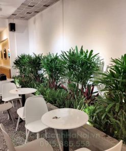 Mật cật trồng trang trí quán cà phê