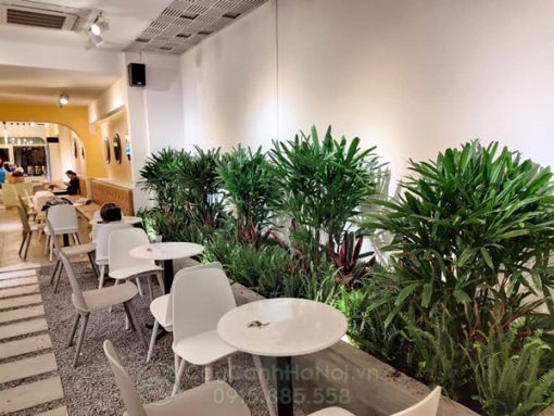 Mật cật trồng trang trí quán cà phê