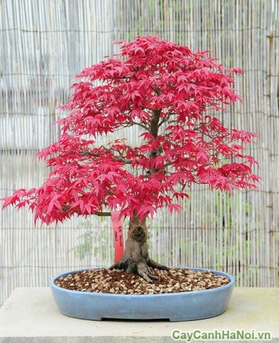 Cây phong lá đỏ 7 cây phong lá đỏ