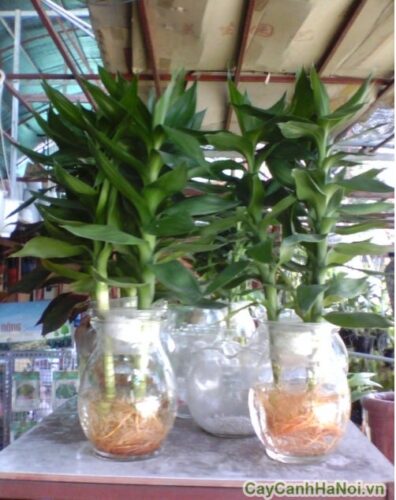 Cây phát tài để bàn 3 cây phát tài búp sen