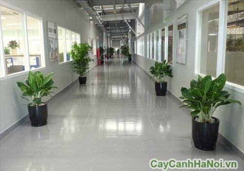 Bảng giá thuê cây xanh văn phòng Bảng giá thuê cây xanh văn phòng