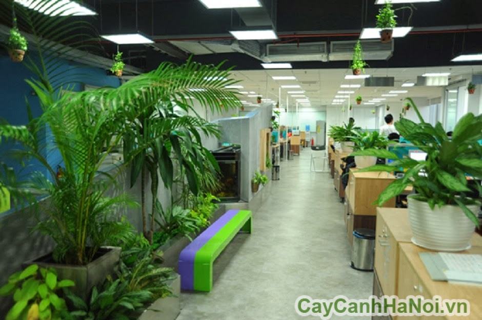 Bảng giá thuê cây xanh văn phòng Bảng giá thuê cây xanh văn phòng