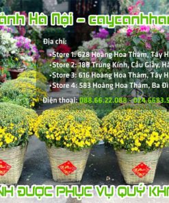 Địa chỉ mua hoa cúc mâm xôi đẹp giá rẻ tại Hà Nội