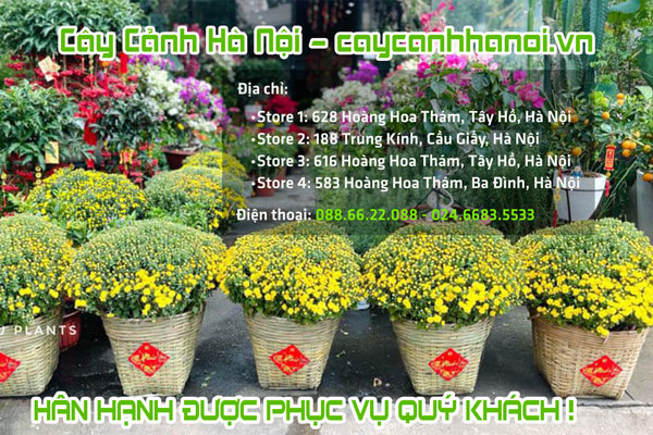 Địa chỉ mua hoa cúc mâm xôi đẹp giá rẻ tại Hà Nội