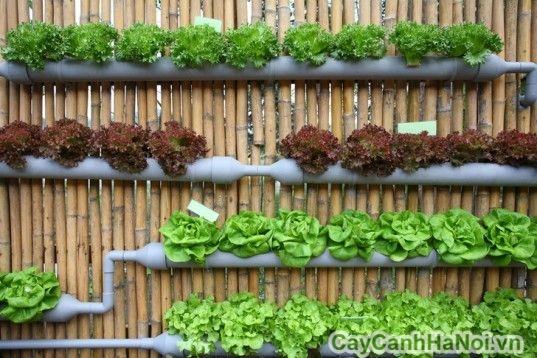 Thiết kế trồng rau vườn tường