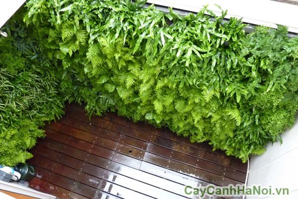 Vườn thẳng đứng ban công Vườn thẳng đứng ban công