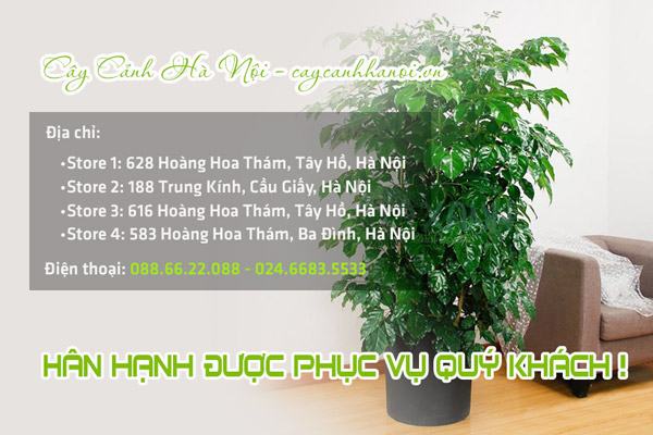 Nơi bán cây hạnh phúc đẹp giá rẻ tại Hà Nội