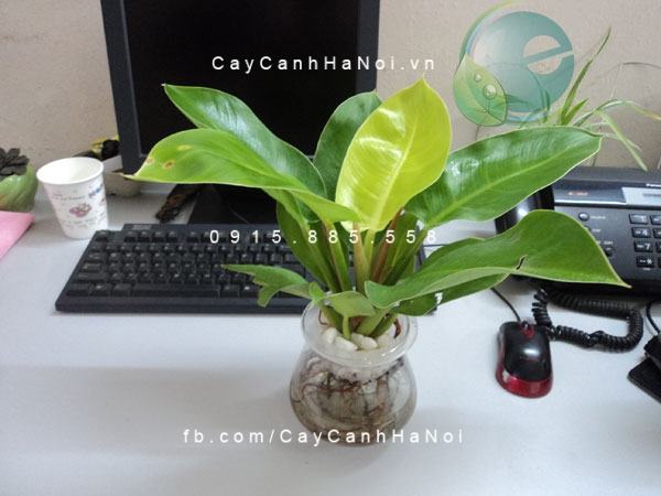 Trầu bà vàng - Một giống cây trầu bà trang trí không gian nội thất