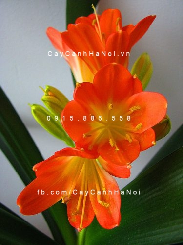 Cây lan quân tử 8 cây lan quân tử 3