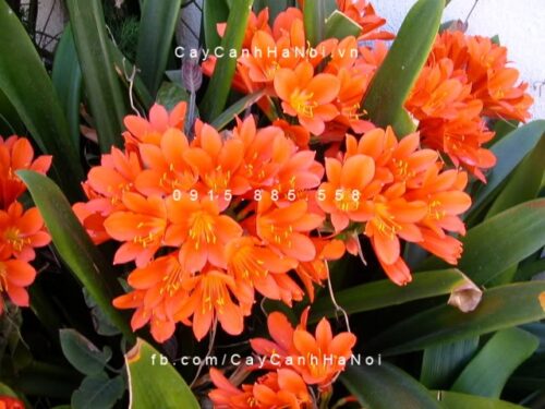 Cây lan quân tử 9 cây lan quân tử 4