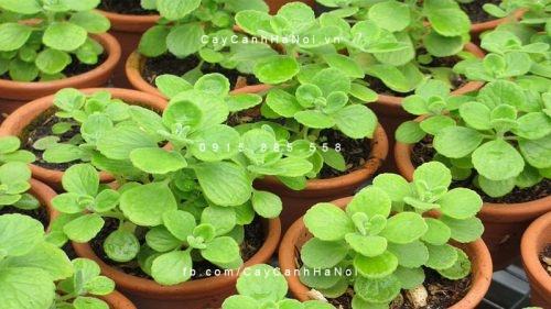 Cây nhất mạt hương 9 cây nhất mạt hương 4