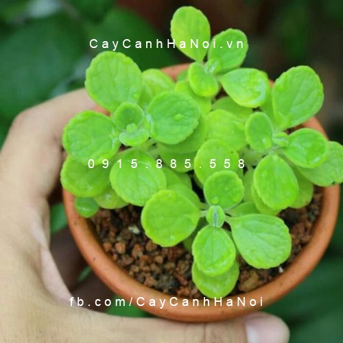 Cây nhất mạt hương 6 cây nhất mạt hương 1