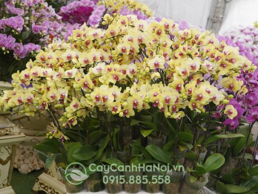 Cây Cảnh Hà Nội cung cấp hoa lan hồ điệp số lượng lớn quanh năm
