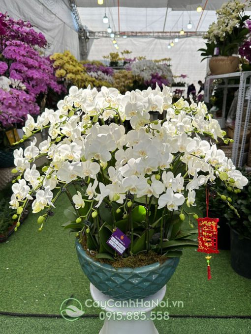 Hoa lan hồ điệp trắng ghép chậu mang đến vẻ đẹp thuần khiết