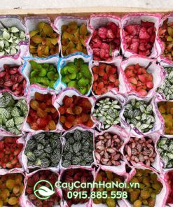 Nơi bán cây cẩm nhung tại Hà Nội