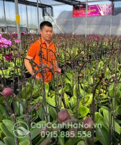 Vườn ươm hoa lan hồ điệp của Cây Cảnh Hà Nội tại Lâm Đồng