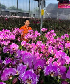 Vườn lan hồ điệp đột biến tại Bảo Lộc Lâm Đồng