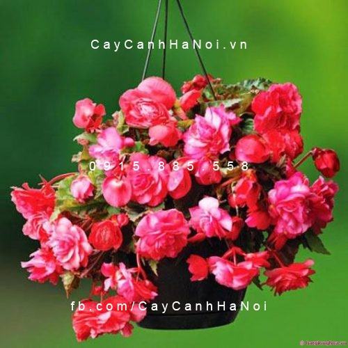 20 Loài Hoa Ban Công Đẹp Được Ưa Chuộng 45 Hoa thu hải đường