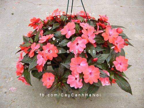 20 Loài Hoa Ban Công Đẹp Được Ưa Chuộng 47 Hoa Mai địa thảo