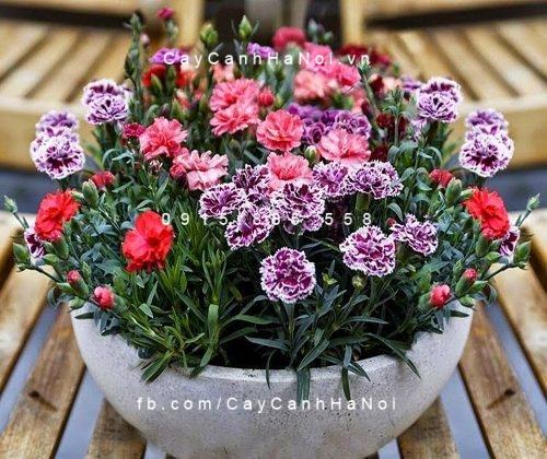 20 Loài Hoa Ban Công Đẹp Được Ưa Chuộng 51 hoa cẩm chướng