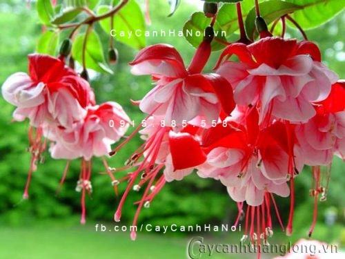 20 Loài Hoa Ban Công Đẹp Được Ưa Chuộng 39 Chậu hoa lồng đèn