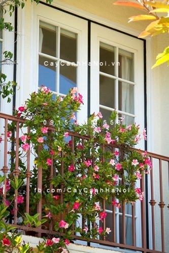 20 Loài Hoa Ban Công Đẹp Được Ưa Chuộng 49 Hoa hồng anh