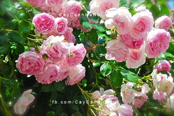 Cây hoa leo - Hoa hồng leo