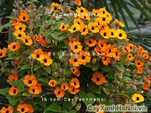 Hoa mắt huyền