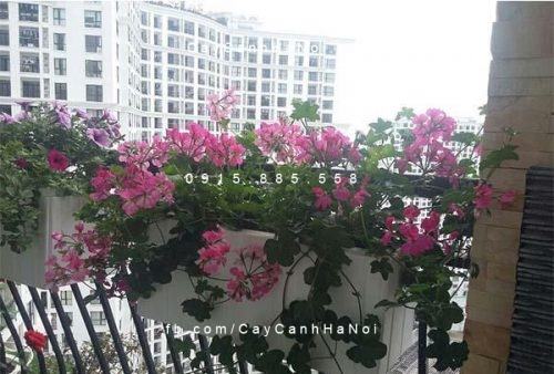 20 Loài Hoa Ban Công Đẹp Được Ưa Chuộng 32 Phong lữ thảo rủ
