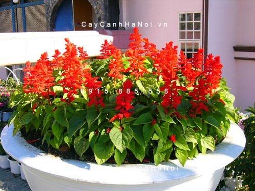 20 Loài Hoa Ban Công Đẹp Được Ưa Chuộng 52 Cây Hoa Xác Pháo