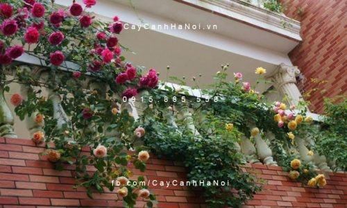20 Loài Hoa Ban Công Đẹp Được Ưa Chuộng 28 Hoa hồng leo