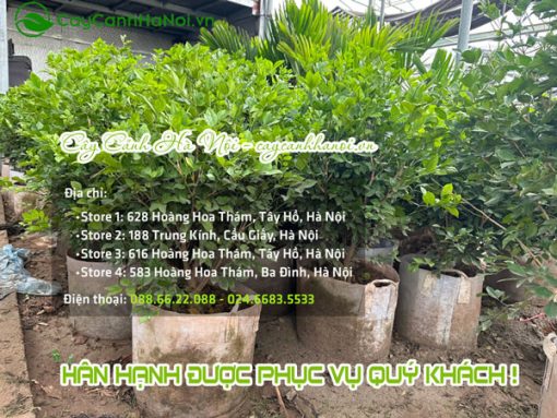 Cây Cảnh Hà Nội bán cây nguyệt quế đẹp
