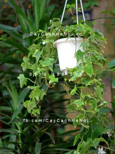 Chậu cây thường xuân Chậu cây thường xuân