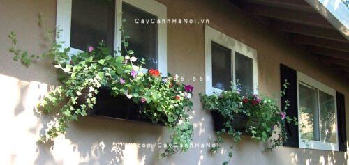 Chậu cây thường xuân Chậu cây thường xuân