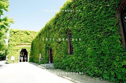 Chậu cây thường xuân Chậu cây thường xuân