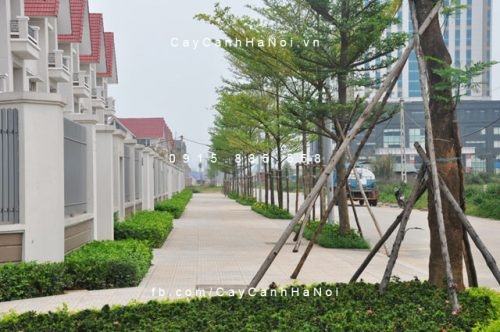 Cây bàng đài loan Cây bàng đài loan