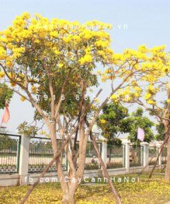 Cây chuông vàng ra hoa