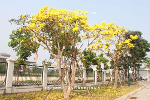 Cây chuông vàng ra hoa