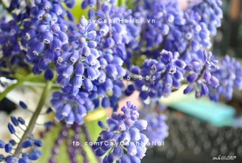 Cây chuỗi ngọc thái hoa tím Cây chuỗi ngọc thái hoa tím