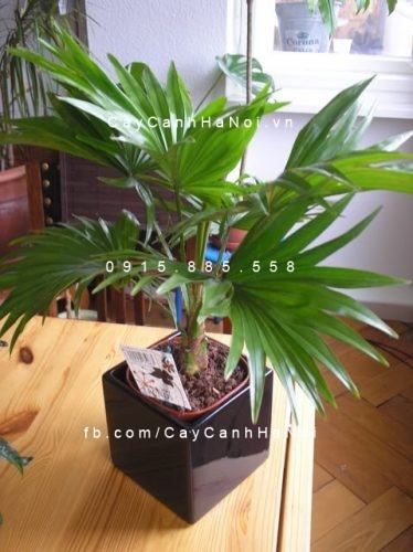 Cây cọ nhật để bàn