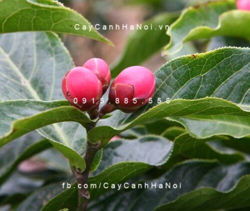 Cây hoa hải đường Cây hoa hải đường 1