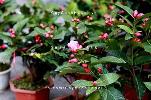 Cây hoa hải đường Cây hoa hải đường