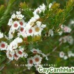 Cây hoa kim đào nương Calycina