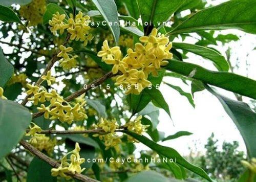Cây hoa mộc ngoại thất Cây hoa mộc ngoại thất