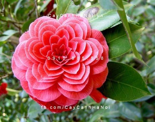 Cây hải đường Cây hải đường 3